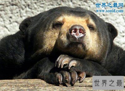 ​世界上体型最小的熊，马来熊(仅长110厘米/重27千克)