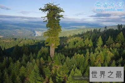 ​世界上最高的树，杏仁桉(156米高/50层高楼)