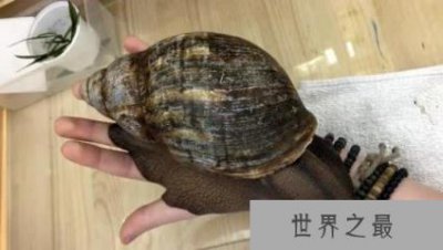 ​世界上最大的蜗牛，非洲大蜗牛比手掌还大(长39.3cm/重900g)