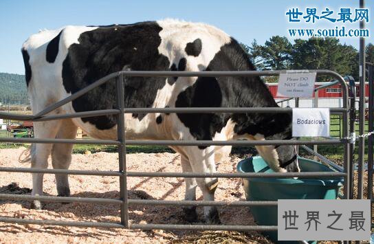 世界上最大的牛，美国黑白花牛(1米9/重2300斤)