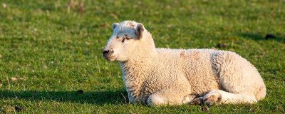 ​高支羊毛与羊毛的区别价格 高支羊毛与羊毛的区别是什么